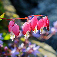 Buy canvas prints of The Beautiful "Bleeding Heart" flower by Frank Irwin