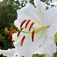 Buy canvas prints of The Beautiful Casa Blanca Lily by Frank Irwin