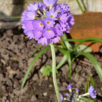 Buy canvas prints of Primula Denticulata by Frank Irwin