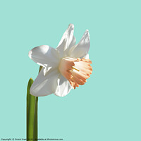 Buy canvas prints of A beautiful multi-coloured Narcissus by Frank Irwin