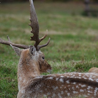 Buy canvas prints of Whos there Deer by nigel smith