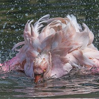 Buy canvas prints of Bathing Flamingo by Roger Byng