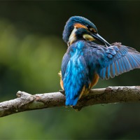 Buy canvas prints of Kingfisher Preening by Roger Byng