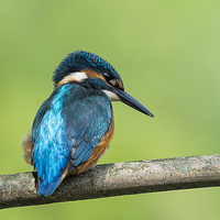 Buy canvas prints of Kingfisher Watching by Roger Byng