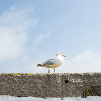 Buy canvas prints of Seagull on a wall by Roger Byng