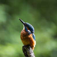Buy canvas prints of Kingfisher Looking Skyward by Roger Byng