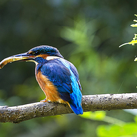 Buy canvas prints of Kingfisher With Minnow by Roger Byng