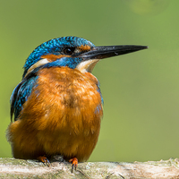 Buy canvas prints of The Kingfisher by Roger Byng
