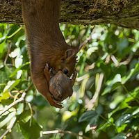 Buy canvas prints of Red Squirrel and Baby by Roger Byng