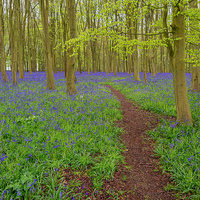 Buy canvas prints of Bluebell Walk by Roger Byng