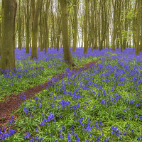 Buy canvas prints of Bluebell Path by Roger Byng