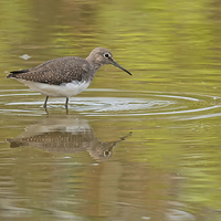 Buy canvas prints of  The Godwit by Roger Byng