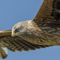 Buy canvas prints of  Red Kite Searching by Roger Byng