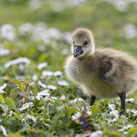 Buy canvas prints of  The Little Gosling by Roger Byng