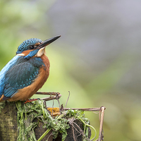 Buy canvas prints of  The Kingfisher At Rest by Roger Byng