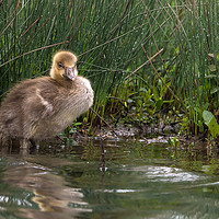 Buy canvas prints of The Lonely Gosling by Roger Byng