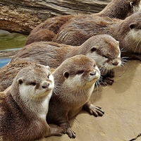 Buy canvas prints of otter group by Ali Dyer