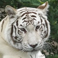 Buy canvas prints of white tiger by ali dyer