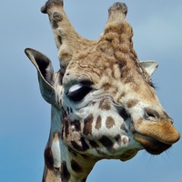 Buy canvas prints of giraffe up close by Ali Dyer