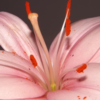 Buy canvas prints of pink lily by Ali Dyer