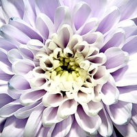 Buy canvas prints of purple chrysanthemym by Ali Dyer