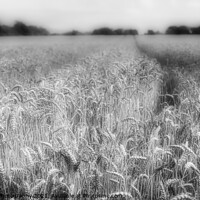 Buy canvas prints of Field of Dreams by Gareth Burge Photography