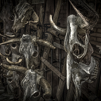 Buy canvas prints of Cattle skulls on display in store, Santa Fe by Gareth Burge Photography