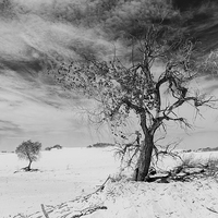 Buy canvas prints of White Sands National Monument #1, mono(light) by Gareth Burge Photography