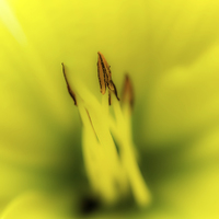 Buy canvas prints of Yellow Lily by Gareth Burge Photography