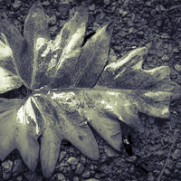 Buy canvas prints of Wet leaf by Gareth Burge Photography