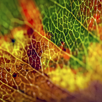 Buy canvas prints of Autumn Rainbow by Gareth Burge Photography