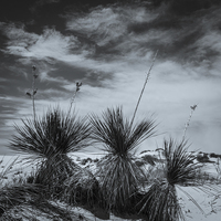 Buy canvas prints of Yucca #2, White Sands by Gareth Burge Photography