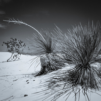 Buy canvas prints of Yucca #3, White Sands by Gareth Burge Photography