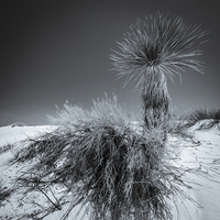 Buy canvas prints of Yucca #4, White Sands by Gareth Burge Photography