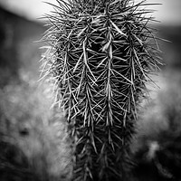 Buy canvas prints of Fish Hook Cactus, Superstition Mountains, Arizona by Gareth Burge Photography