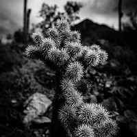 Buy canvas prints of Cholla Cactus, Superstition Mountains, Arizona by Gareth Burge Photography