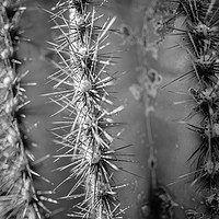 Buy canvas prints of Saguaro Cactus, Superstition Mountains, Arizona by Gareth Burge Photography