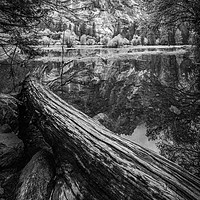 Buy canvas prints of Fallen Tree, Mirror Lake, Yosemite National Park by Gareth Burge Photography