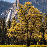 Buy canvas prints of Backlit tree with Yosemite Falls by Gareth Burge Photography