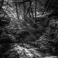Buy canvas prints of Mono Sunlit Woodland Glade by Gareth Burge Photography