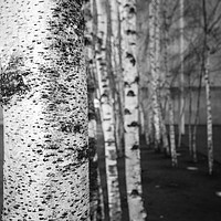 Buy canvas prints of Silver Birch by Gareth Burge Photography