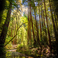 Buy canvas prints of Sunlit Woodland Stream by Gareth Burge Photography