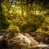 Buy canvas prints of Painted Sunlit Woodland Glade by Gareth Burge Photography