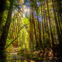 Buy canvas prints of Painterly Sunlit Woodland Stream by Gareth Burge Photography