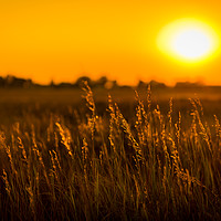 Buy canvas prints of Meadow Grass Sunset by Gareth Burge Photography