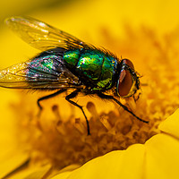 Buy canvas prints of Common Green Bottle Fly 1 by Gareth Burge Photography