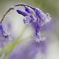 Buy canvas prints of Bluebell with Dewdrops by Sue Dudley