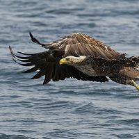 Buy canvas prints of Sea Eagle with Fish by Sue Dudley