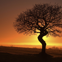 Buy canvas prints of Twisted oak sunset silhouette by Sue Dudley