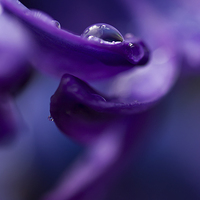 Buy canvas prints of Hyacinth in the Rain by Sue Dudley